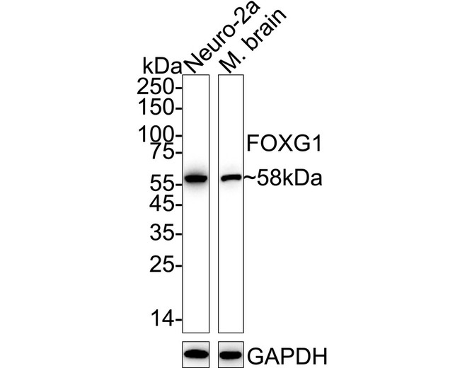 FOXG1 Antibody in Western Blot (WB)