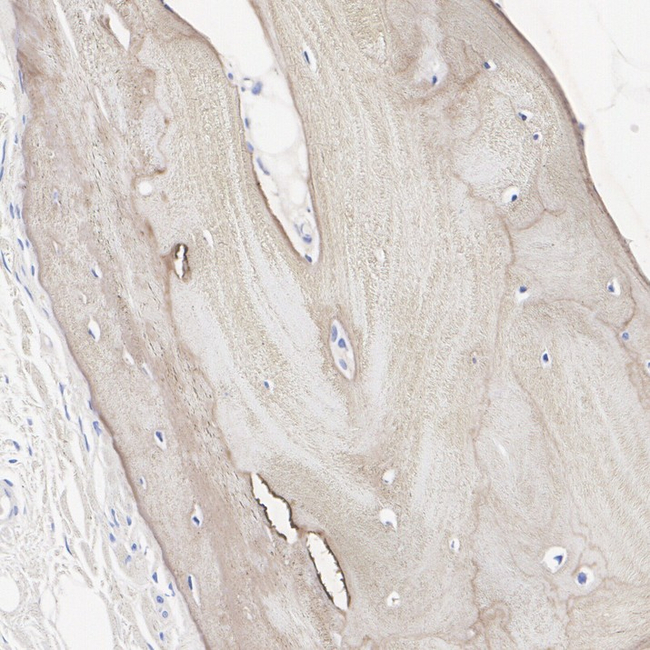 Osteopontin Antibody in Immunohistochemistry (Paraffin) (IHC (P))