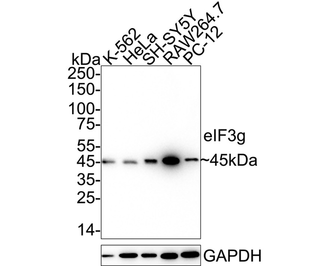 eIF3g Antibody in Western Blot (WB)