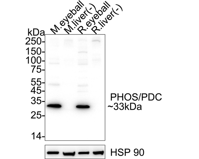 PDC Antibody in Western Blot (WB)