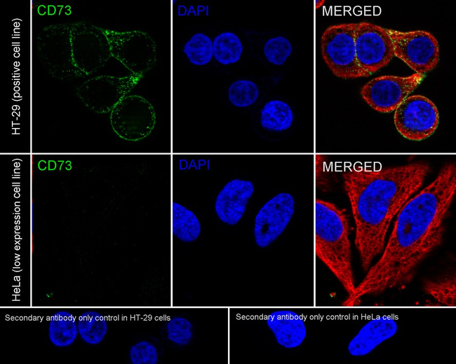 CD73 Antibody in Immunocytochemistry (ICC/IF)