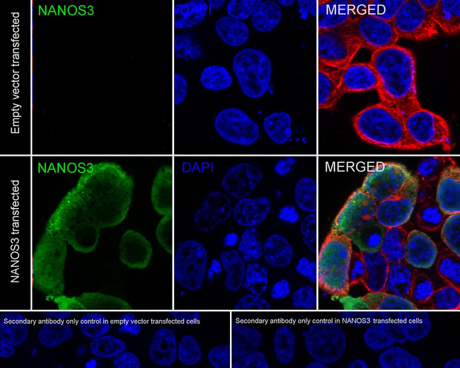 NANOS3 Antibody in Immunocytochemistry (ICC/IF)
