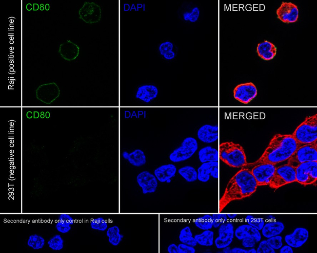 CD80 Antibody in Immunocytochemistry (ICC/IF)