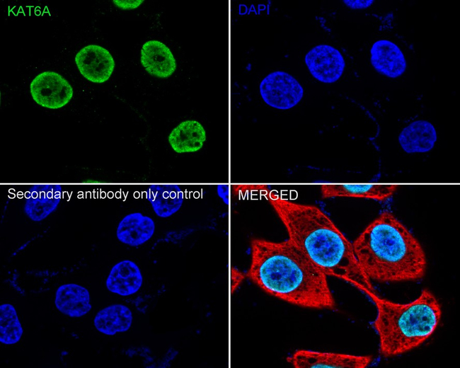 MOZ Antibody in Immunocytochemistry (ICC/IF)