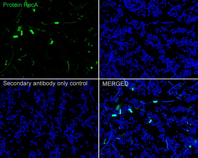 recA Antibody in Immunocytochemistry (ICC/IF)