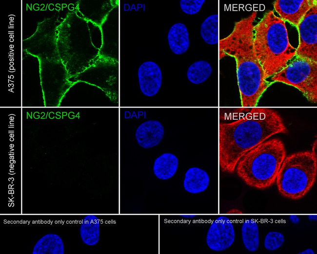 NG2 Antibody in Immunocytochemistry (ICC/IF)