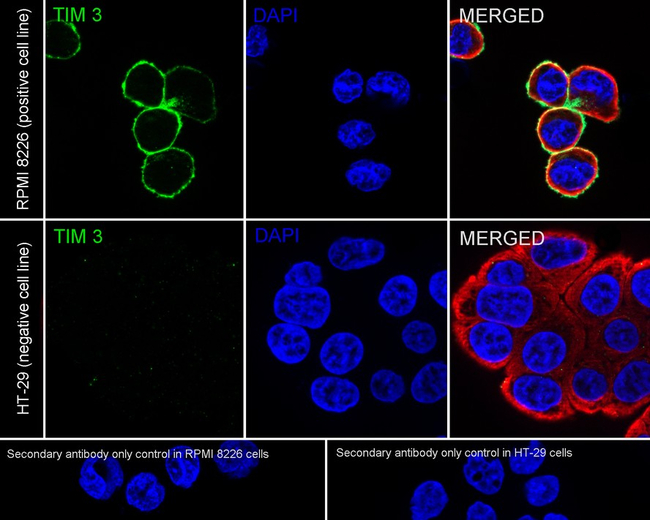 TIM-3 Antibody in Immunocytochemistry (ICC/IF)