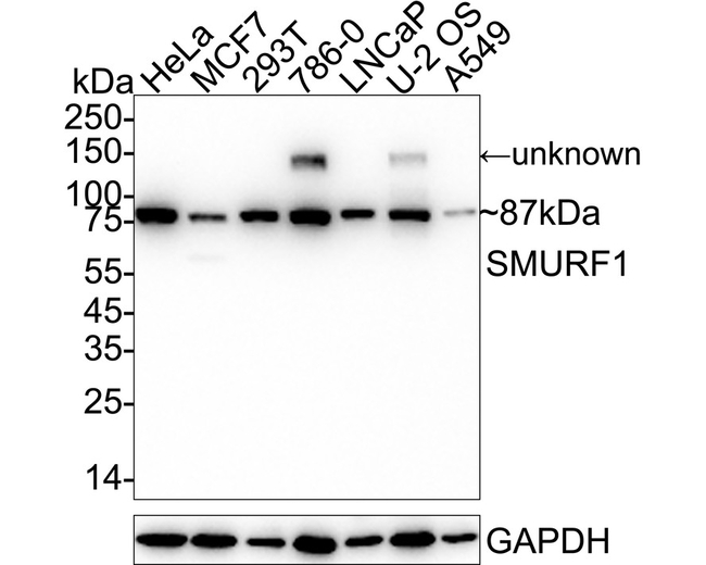 SMURF1 Antibody in Western Blot (WB)