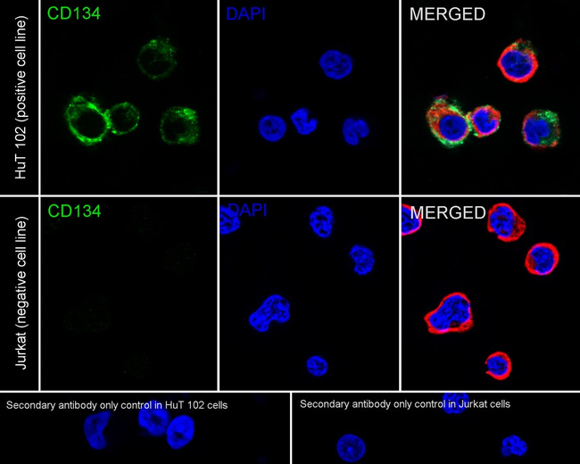 OX40 Antibody in Immunocytochemistry (ICC/IF)
