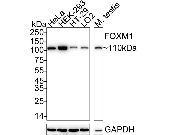 FOXM1 Antibody in Western Blot (WB)