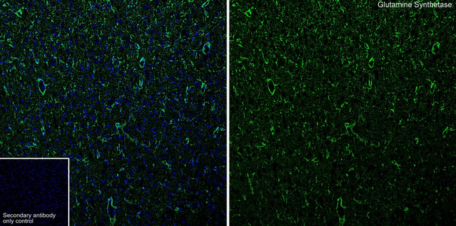 Glutamine Synthetase Antibody in Immunohistochemistry (Frozen) (IHC (F))