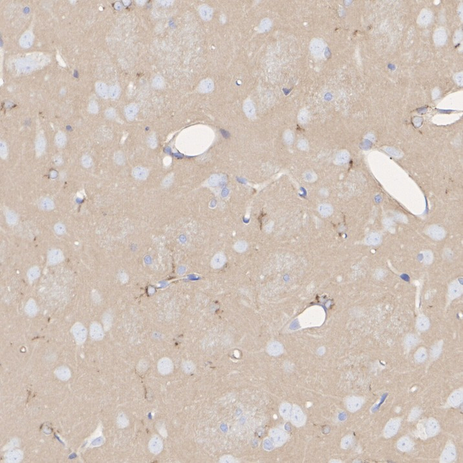 APOE Antibody in Immunohistochemistry (Paraffin) (IHC (P))
