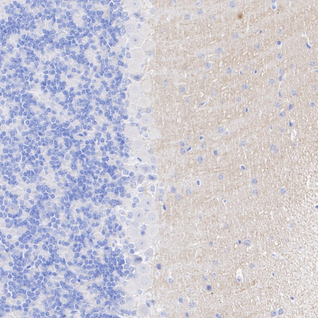 SHANK2 Antibody in Immunohistochemistry (Paraffin) (IHC (P))