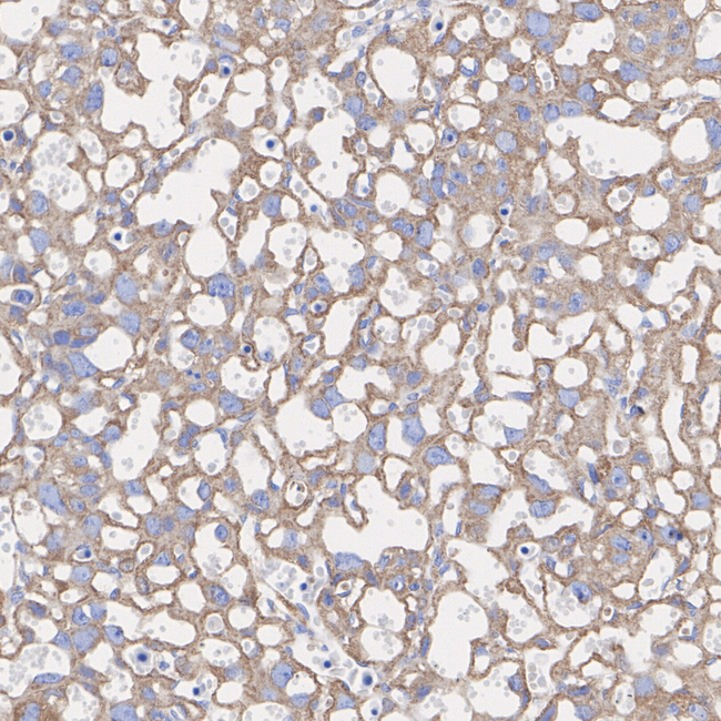Noggin Antibody in Immunohistochemistry (Paraffin) (IHC (P))