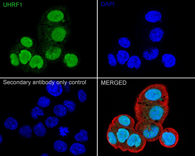 UHRF1 Antibody in Immunocytochemistry (ICC/IF)