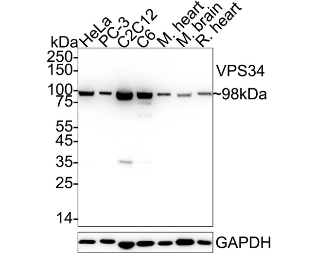 VPS34 Antibody in Western Blot (WB)