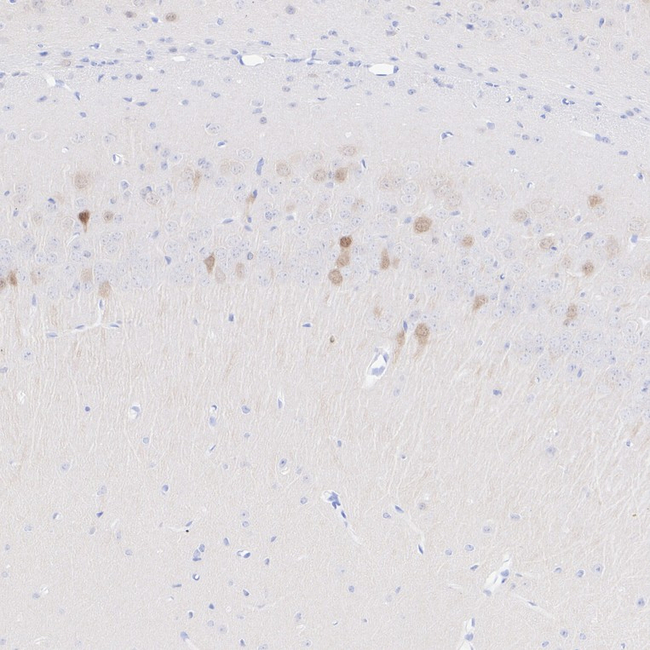 Arg3.1 Antibody in Immunohistochemistry (Paraffin) (IHC (P))