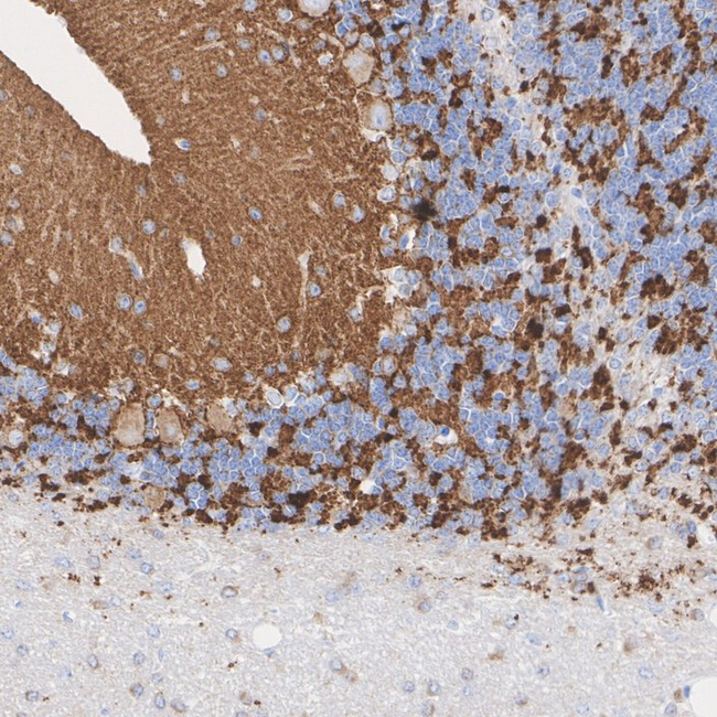 SV2A Antibody in Immunohistochemistry (Paraffin) (IHC (P))