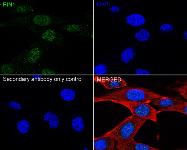 PIN1 Antibody in Immunocytochemistry (ICC/IF)