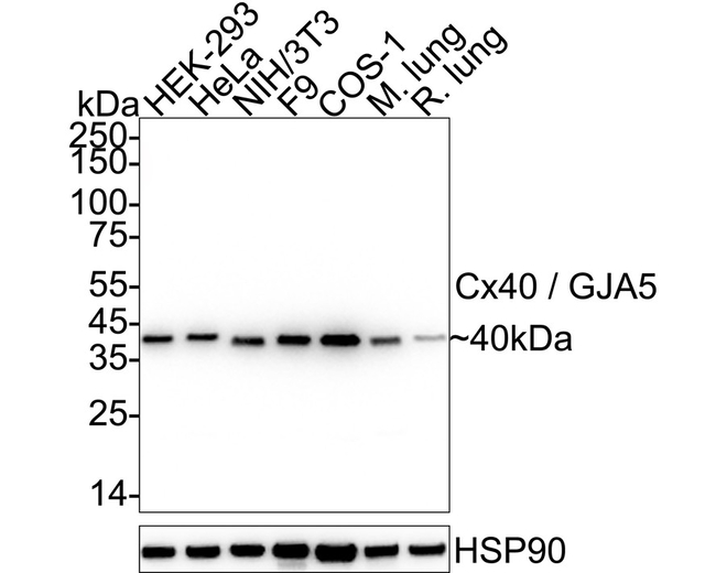 Connexin 40 Antibody in Western Blot (WB)