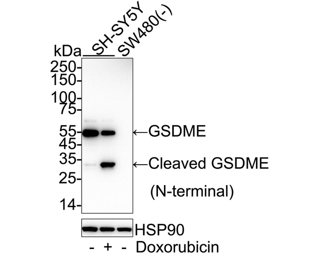 DFNA5 Antibody in Western Blot (WB)