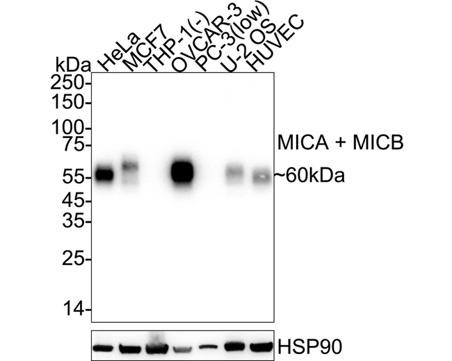 MICA/MICB Antibody in Western Blot (WB)