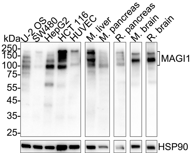 MAGI1 Antibody in Western Blot (WB)