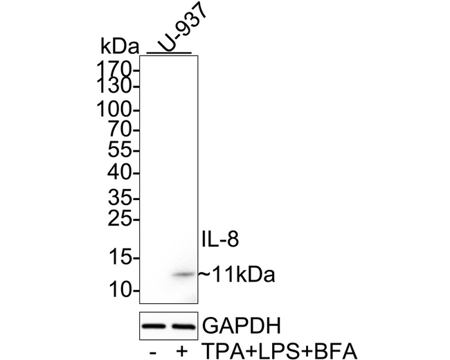 IL-8 (CXCL8) Antibody in Western Blot (WB)