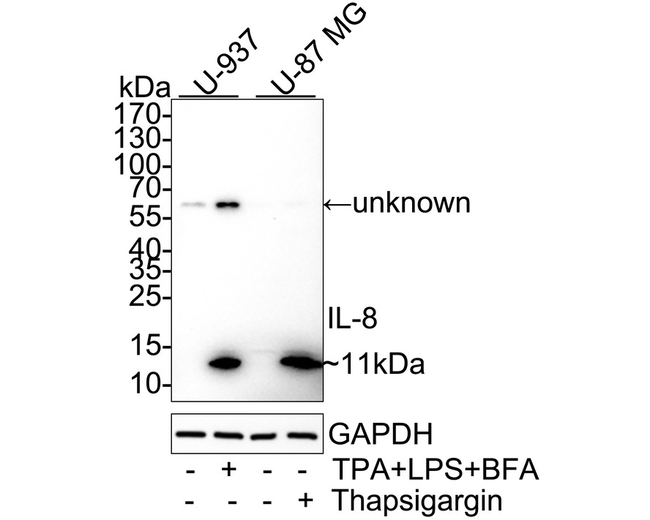 IL-8 (CXCL8) Antibody in Western Blot (WB)