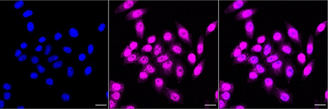 14-3-3 alpha/beta Antibody in Immunocytochemistry (ICC/IF)