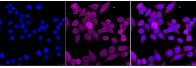 Phospho-YAP1 (Ser127) Antibody in Immunocytochemistry (ICC/IF)
