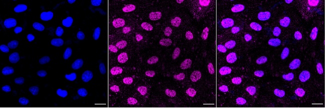 Phospho-MSK1 (Ser376) Antibody in Immunocytochemistry (ICC/IF)