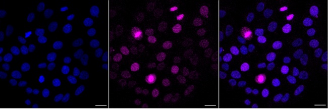 Phospho-KID (Ser427) Antibody in Immunocytochemistry (ICC/IF)