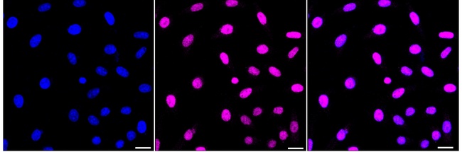 Phospho-JunD (Ser255) Antibody in Immunocytochemistry (ICC/IF)