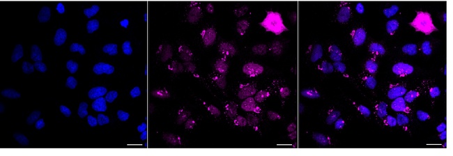 Phospho-HSF1 (Ser326) Antibody in Immunocytochemistry (ICC/IF)