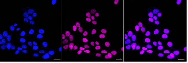 Phospho-Rb (Ser807) Antibody in Immunocytochemistry (ICC/IF)