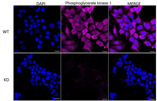 PGK1 Antibody in Immunocytochemistry (ICC/IF)