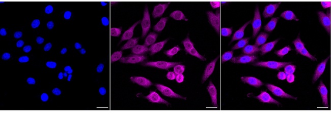 PGD Antibody in Immunocytochemistry (ICC/IF)