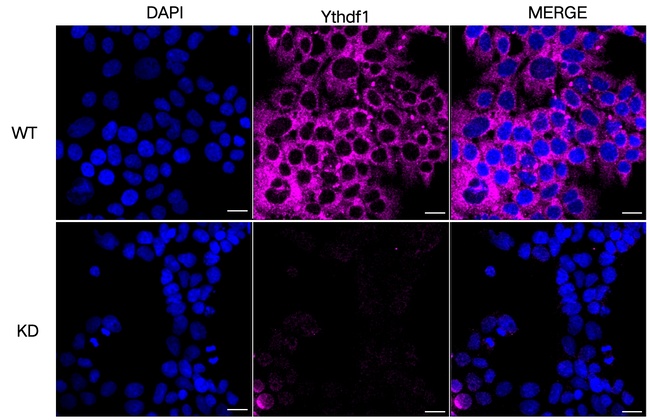 YTHDF1 Antibody in Immunocytochemistry (ICC/IF)
