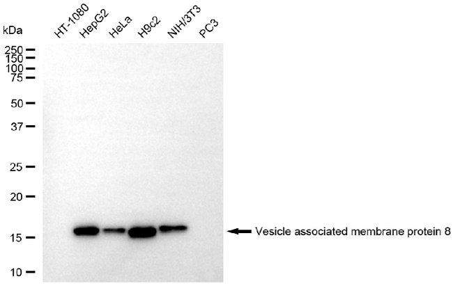 VAMP8 Antibody in Western Blot (WB)