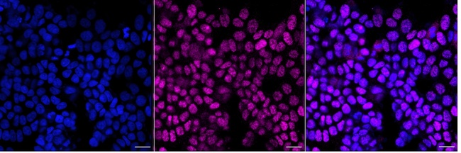 USP48 Antibody in Immunocytochemistry (ICC/IF)