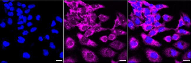 USP10 Antibody in Immunocytochemistry (ICC/IF)