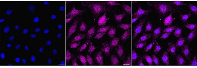 UFM1 Antibody in Immunocytochemistry (ICC/IF)
