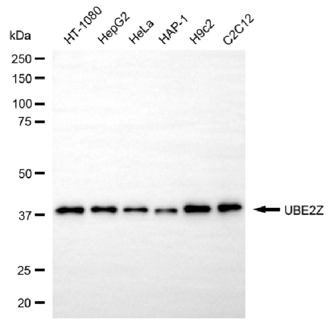 UBE2Z Antibody in Western Blot (WB)