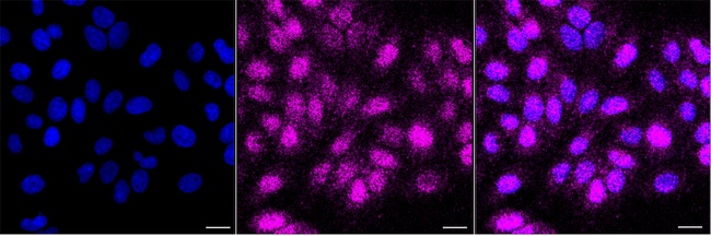 UBE2Z Antibody in Immunocytochemistry (ICC/IF)