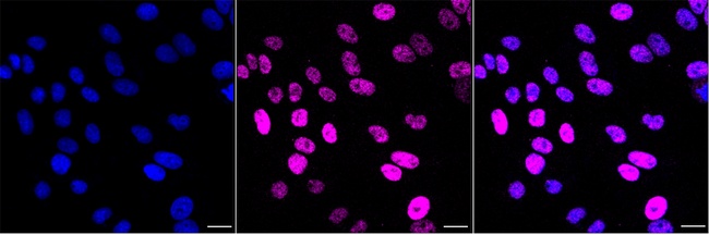 RbAp46 Antibody in Immunocytochemistry (ICC/IF)