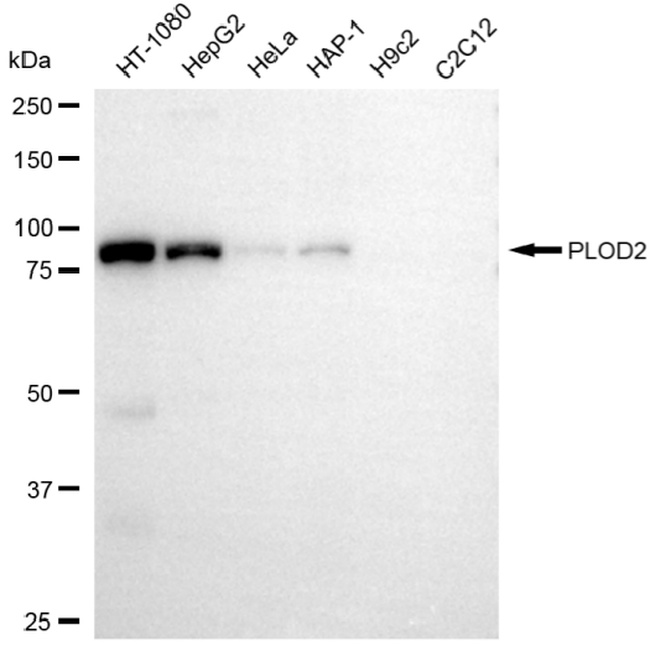 PLOD2 Antibody in Western Blot (WB)