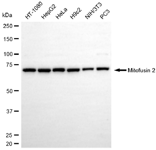 MFN2 Antibody in Western Blot (WB)