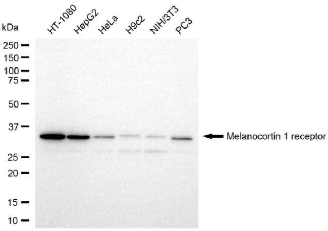 MC1R Antibody in Western Blot (WB)