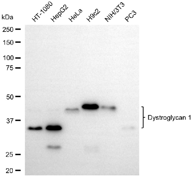 Dystroglycan Antibody in Western Blot (WB)